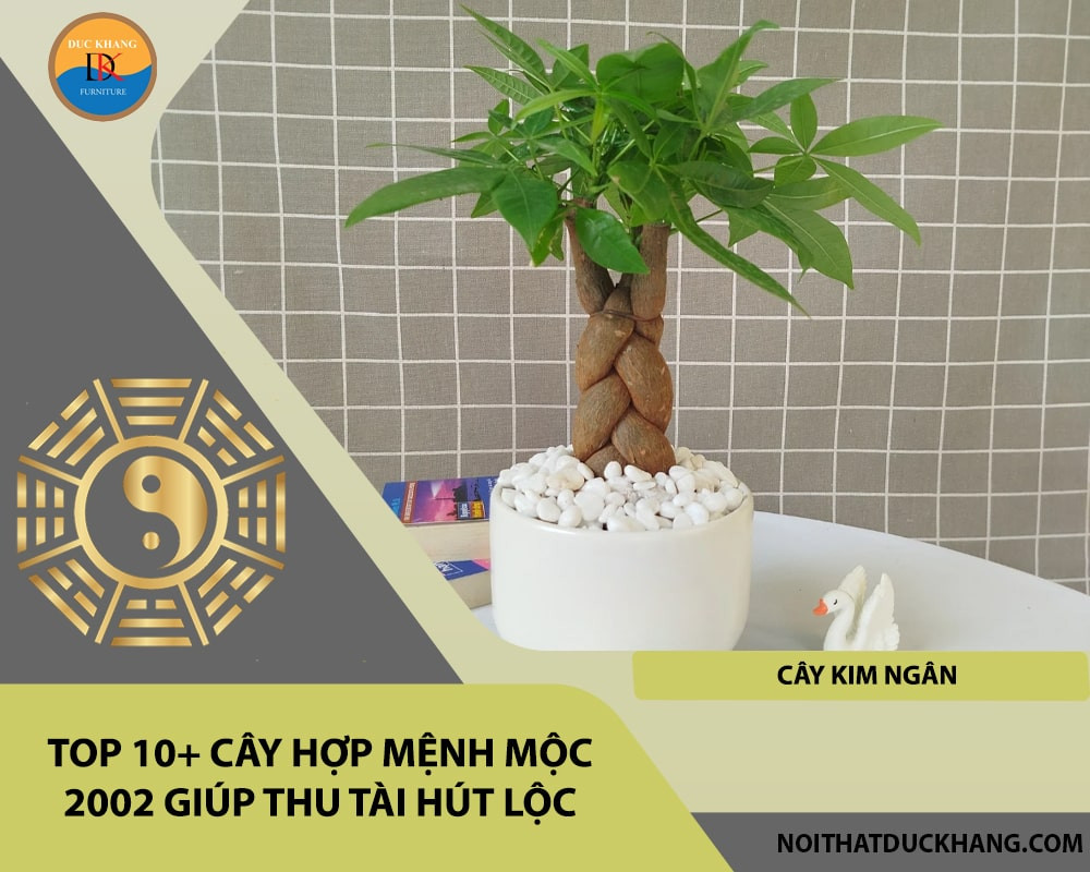 Cây Kim Ngân phù hợp cho bàn làm việc người sinh năm 2002
