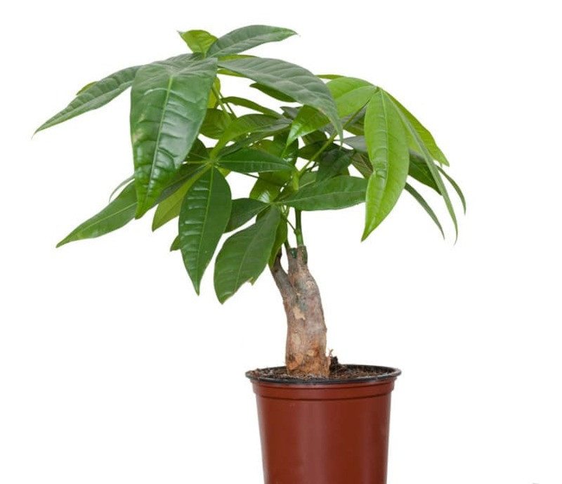 Cây Kim Ngân thân tết mang ý nghĩa tiền bạc, thịnh vượng cho người mệnh Hỏa