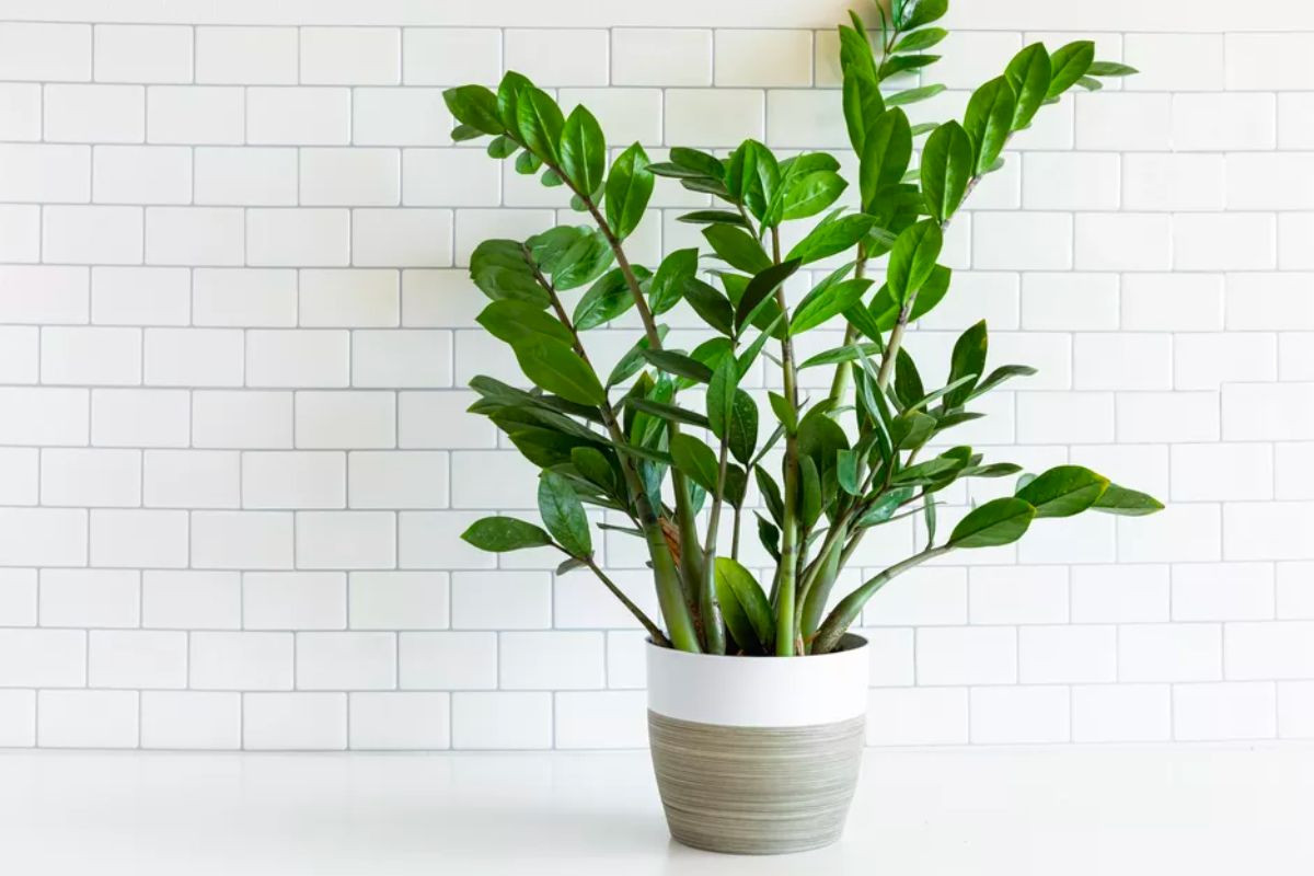 Cây Kim Tiền biểu tượng của sự giàu có, may mắn cho người mệnh Thổ