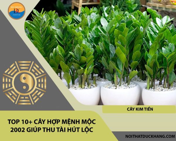Cây Kim Tiền để bàn làm việc hợp tuổi 2002