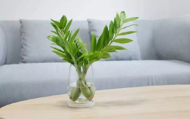 Cây Kim Tiền, một lựa chọn tuyệt vời cho cây thủy canh để bàn làm việc