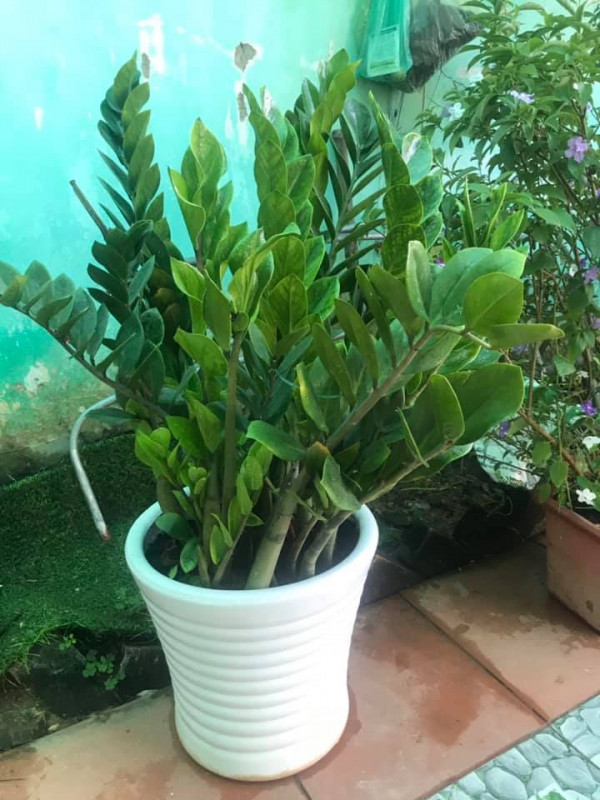 Cây kim tiền trồng trong chậu sứ trắng, mang vẻ đẹp tinh tế cho bàn làm việc