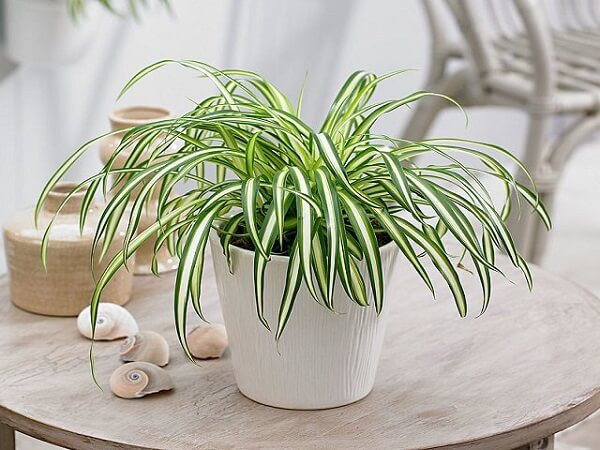 Cây Lan Chi thanh lọc không khí cho bàn làm việc
