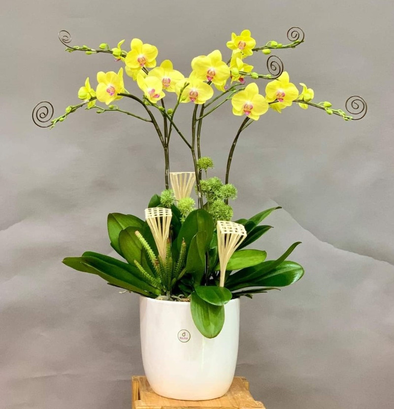 Cây Lan Hồ Điệp vàng mang ý nghĩa sang trọng, phù hợp mệnh Thổ