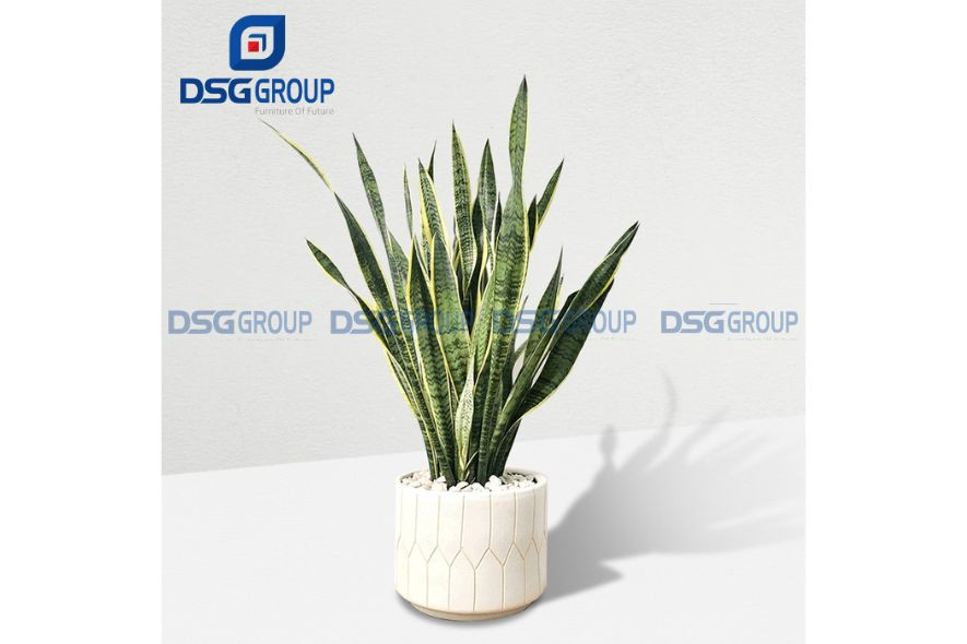 Cây lưỡi hổ dáng thẳng, lá xanh viền vàng, biểu tượng sự kiên cường, xua đuổi điều xui cho Canh Ngọ