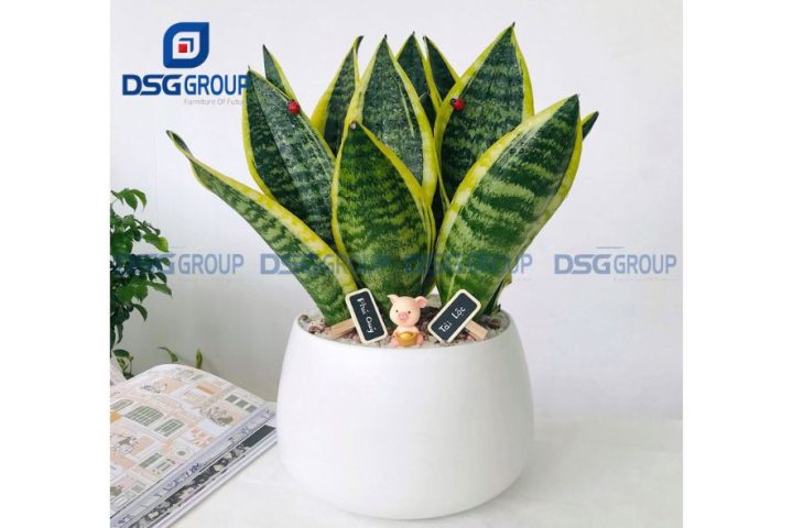 Cây lưỡi hổ để bàn viền vàng mang lại may mắn cho tuổi Đinh Tỵ 1977