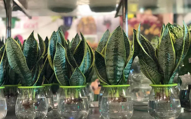 Cây Lưỡi Hổ thủy canh, biểu tượng của sự kiên cường, lý tưởng cho cây thủy canh để bàn làm việc