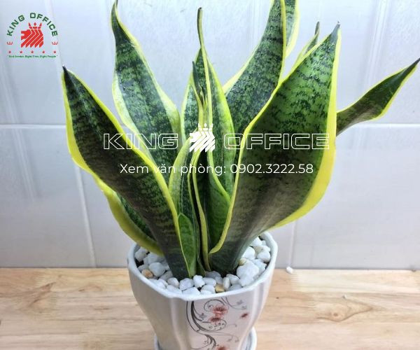Cây Lưỡi Hổ xanh tươi, lựa chọn tuyệt vời cho nam 1987 hợp cây gì để bàn làm việc