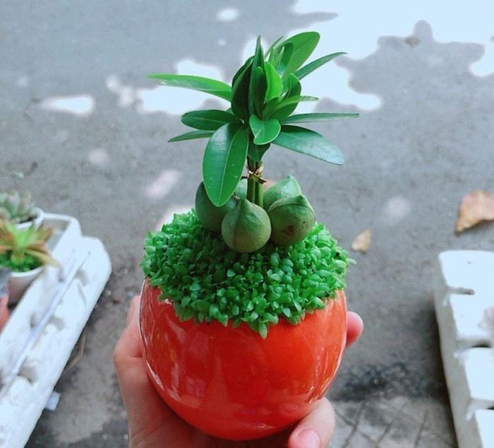 Cây May Mắn, một loại cây để bàn mang ý nghĩa tài lộc