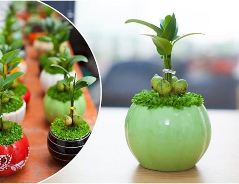 Cây May Mắn thu hút vận hội, giúp chủ nhân gặt hái thành công