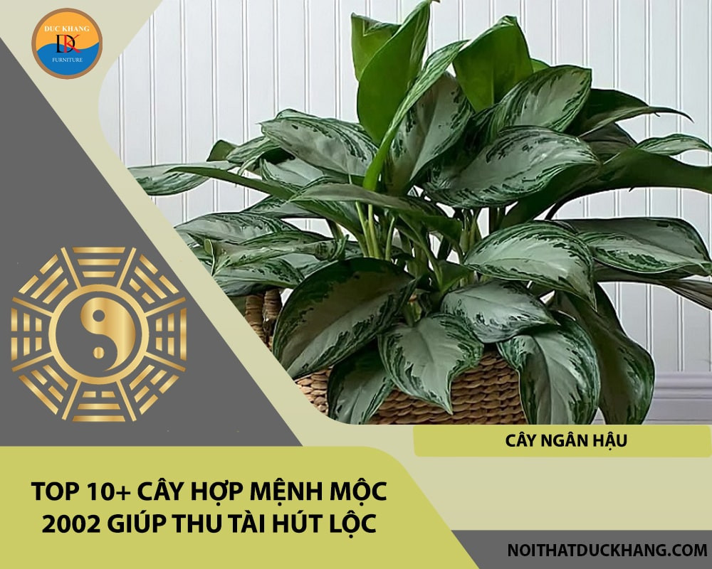 Cây Ngân Hậu hợp mệnh Mộc 2002 để bàn làm việc