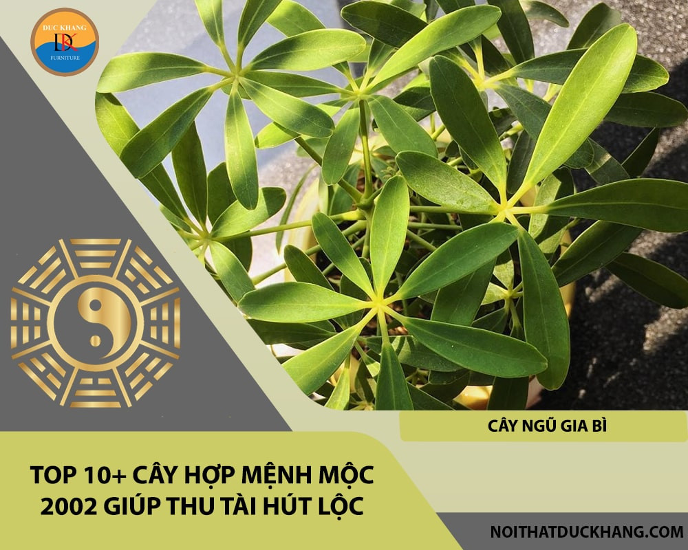 Cây Ngũ Gia Bì hợp tuổi 2002 để bàn làm việc