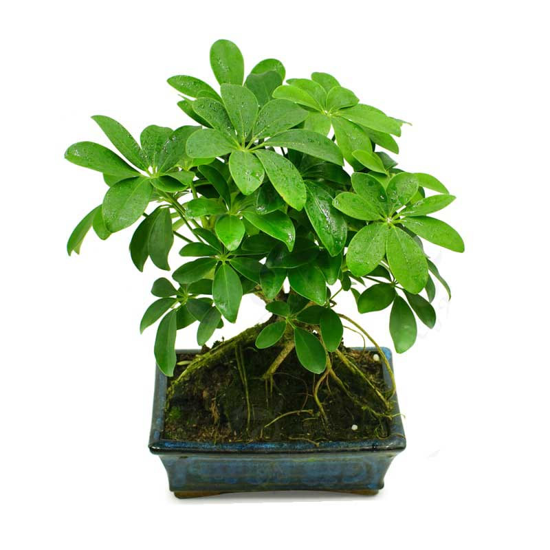 Cây Ngũ Gia Bì với lá xòe rộng trên bàn làm việc