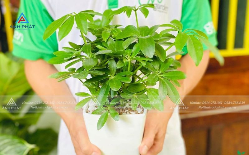 Cây ngũ gia bì xanh lá tươi tắn, biểu tượng của sức khỏe cho người mệnh Mộc