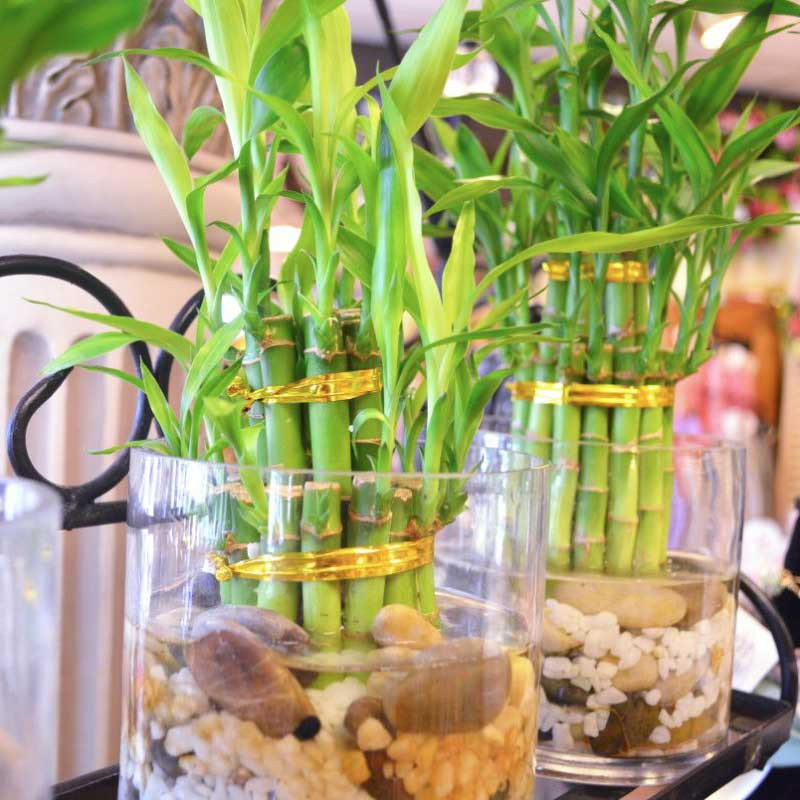 Cây Phát Lộc thủy sinh trong chậu thủy tinh