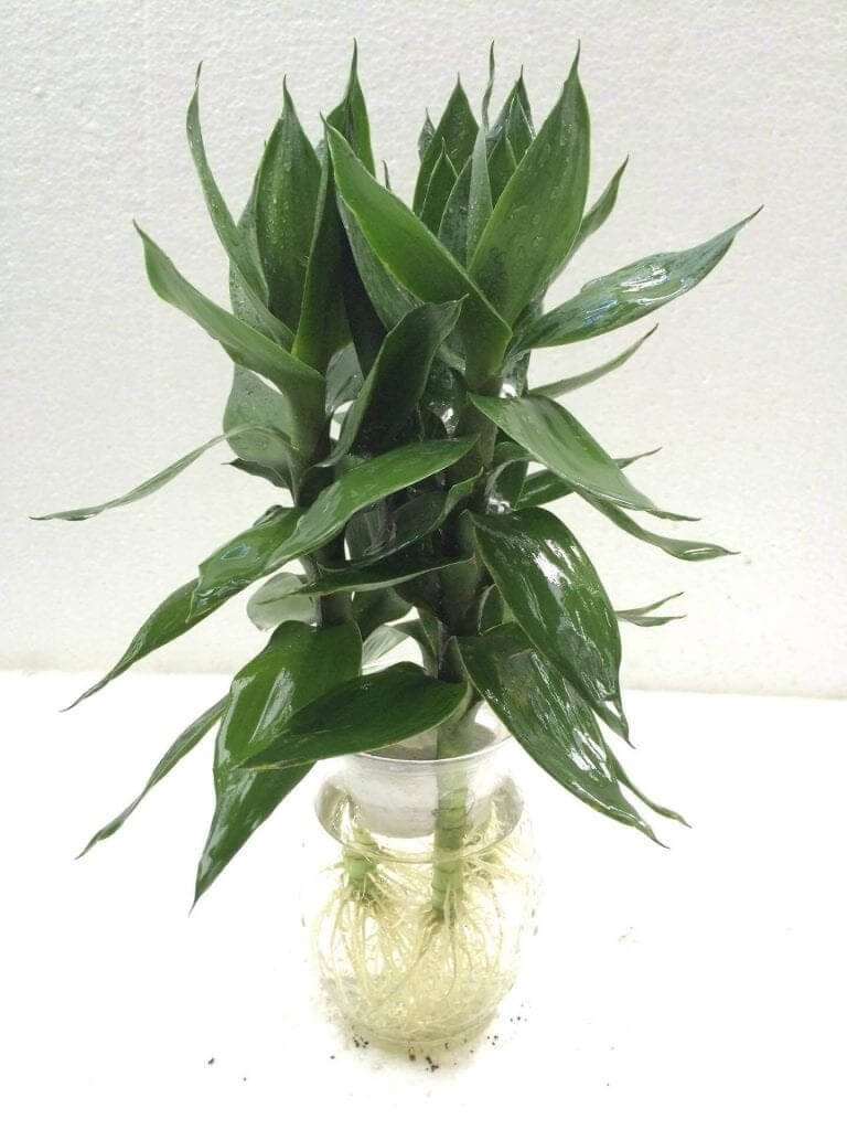 Cây Phát Tài Búp Sen