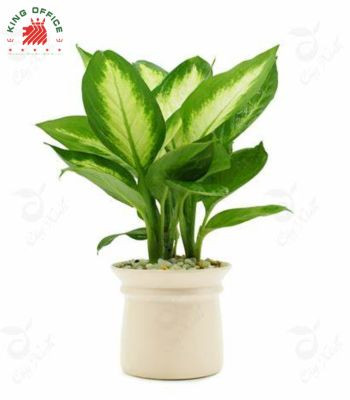 Cây Phát Tài dạng trúc đặt trên bàn làm việc, thu hút tài lộc cho người tuổi Kỷ Mùi