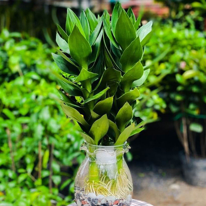 Cây phát tài Phát Lộc (Lucky Bamboo) trên bàn làm việc