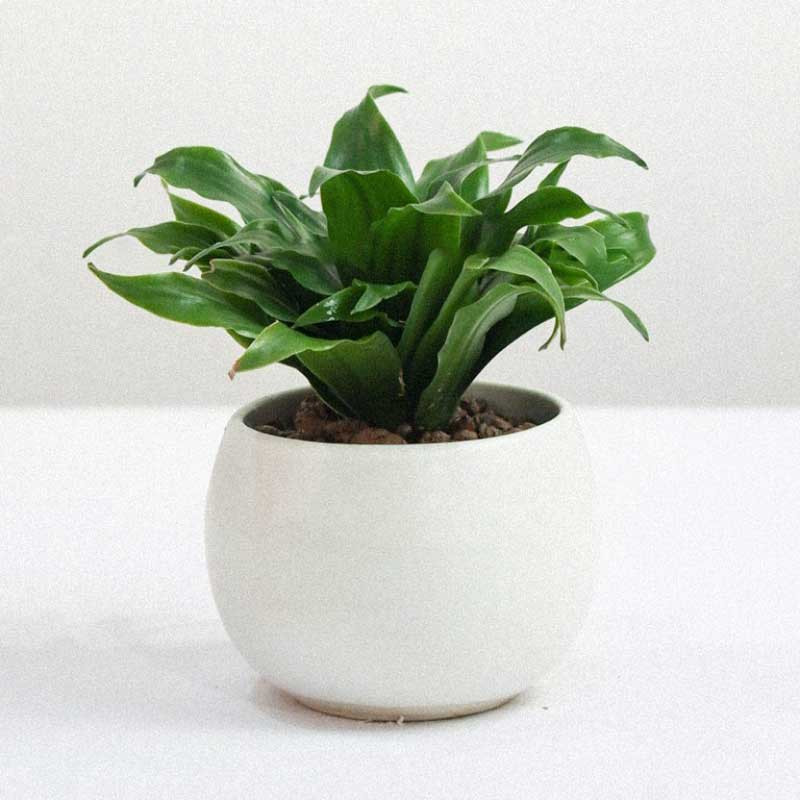 Cây Phát Tài Úc nhỏ nhắn trên bàn làm việc