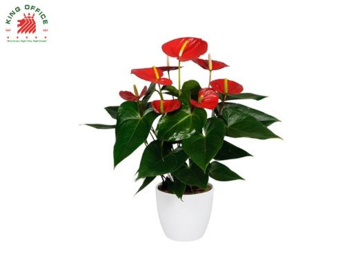 cây phong thủy tuổi Quý Dậu - Cây Hồng Môn