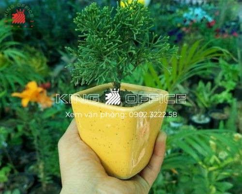 cây phong thủy tuổi Quý Dậu - Cây Tùng Bông