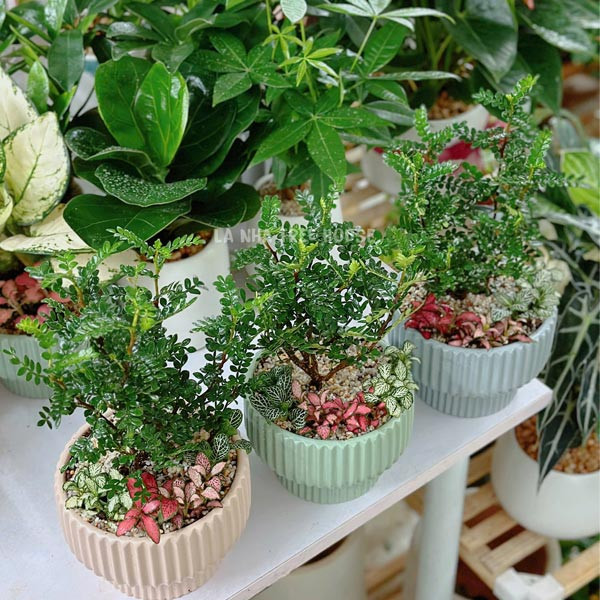 Cây thanh hương mộc mini với hương thơm dịu nhẹ trên bàn làm việc