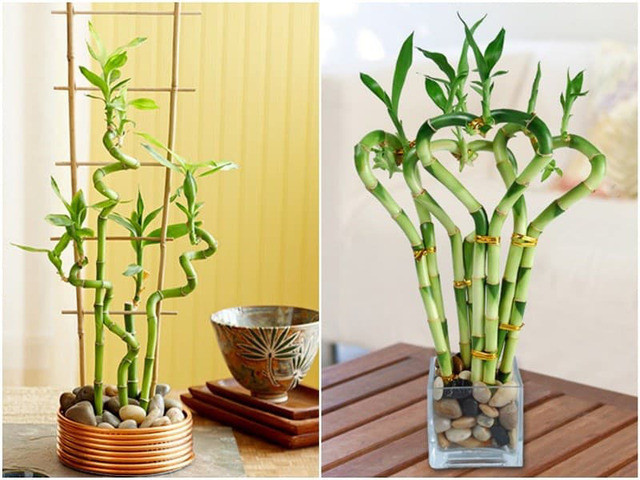Cây thủy sinh Trúc Phú Quý