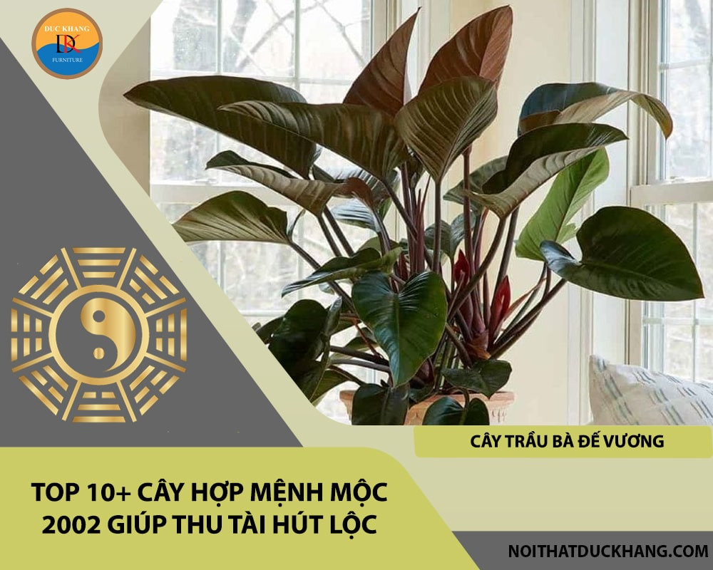 Cây Trầu Bà Đế Vương để bàn làm việc tuổi Nhâm Ngọ 2002