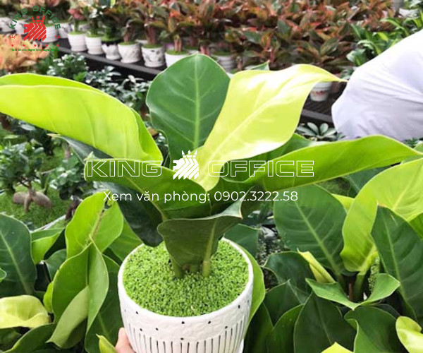 Cây Trầu Bà Đế Vương sang trọng, tăng cường quyền lực cho người mệnh Hỏa 1987