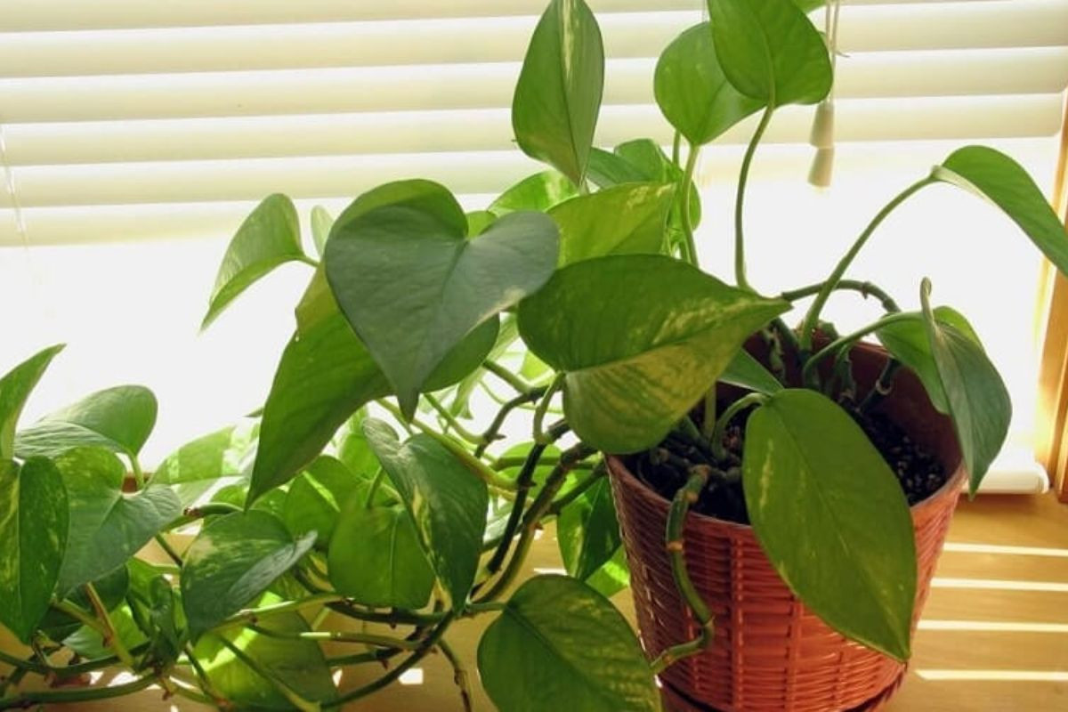 Cây Trầu Bà mang lại sự thông minh, sáng tạo cho người tuổi Tân Dậu
