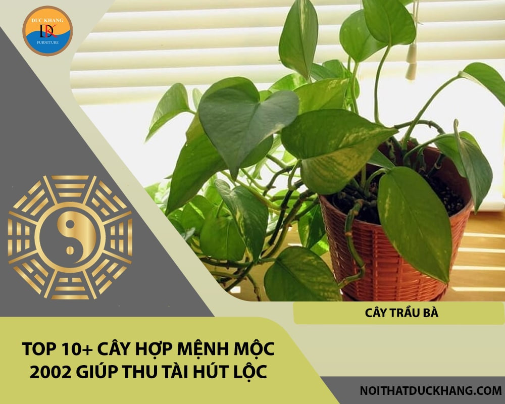 Cây Trầu Bà phong thủy cho tuổi 2002