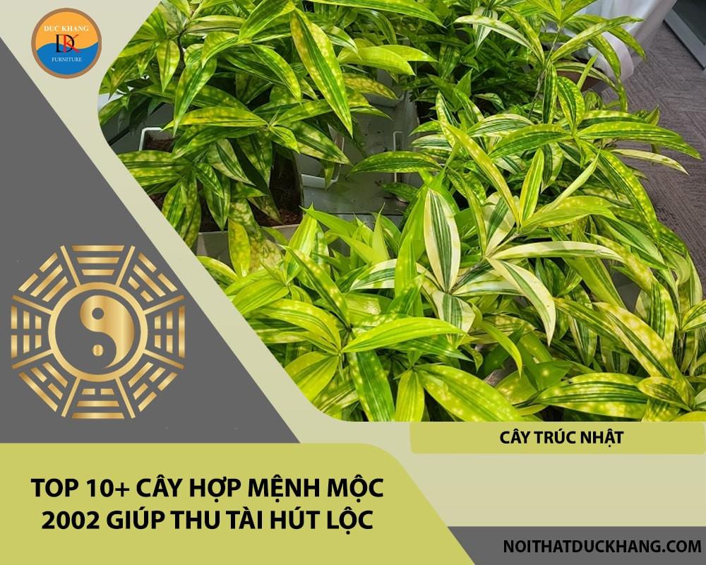 Cây Trúc Nhật để bàn làm việc hợp tuổi 2002
