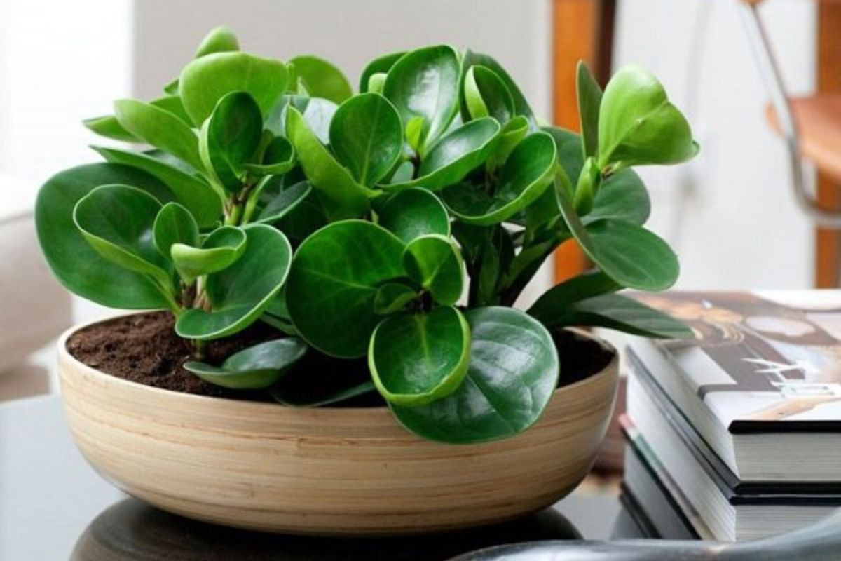 Cây Trường Sinh biểu tượng sức khỏe và trường thọ, thanh lọc không khí