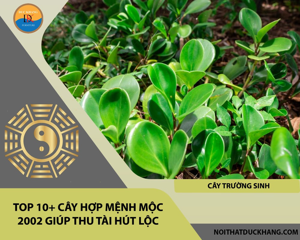 Cây Trường Sinh hợp mệnh Mộc 2002 để bàn