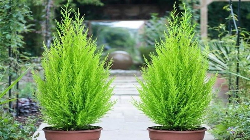 cây Tùng Bồng Lai kiên định cho mệnh Kim