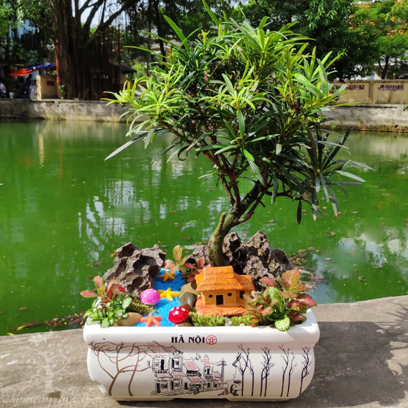Cây Tùng La Hán bonsai