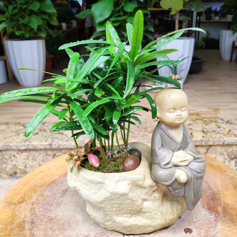 Cây Tùng La Hán để bàn làm việc