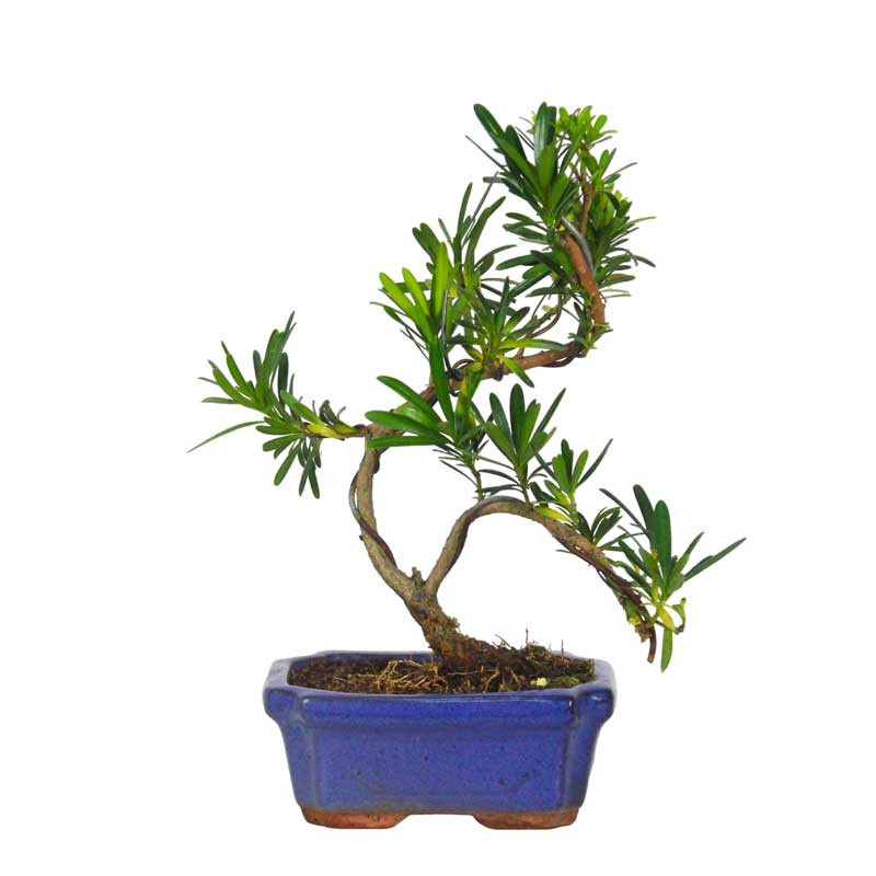 Cây Tùng La Hán mini đặt trên bàn làm việc