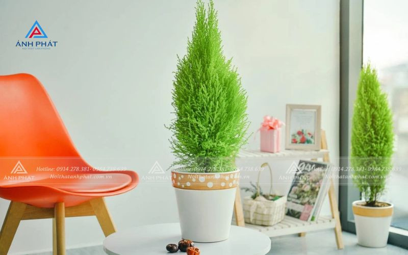 Cây tùng thơm xanh mướt, mang lại hương dịu nhẹ và may mắn cho người mệnh Mộc