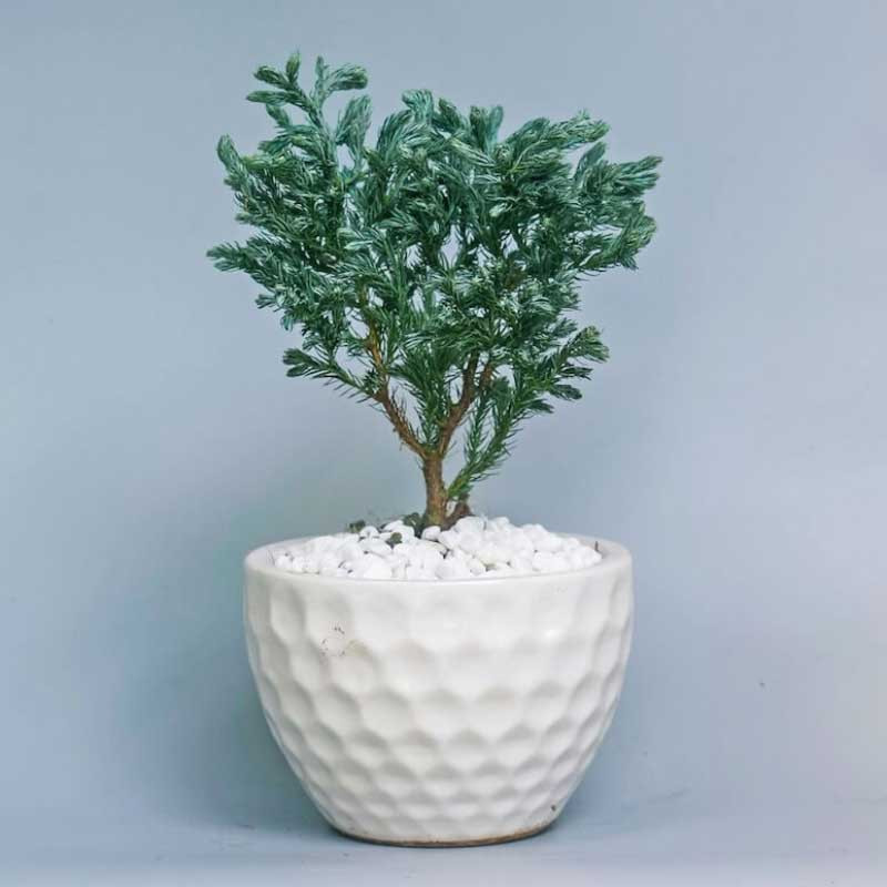 Cây Tuyết Tùng nhỏ gọn trang trí bàn làm việc