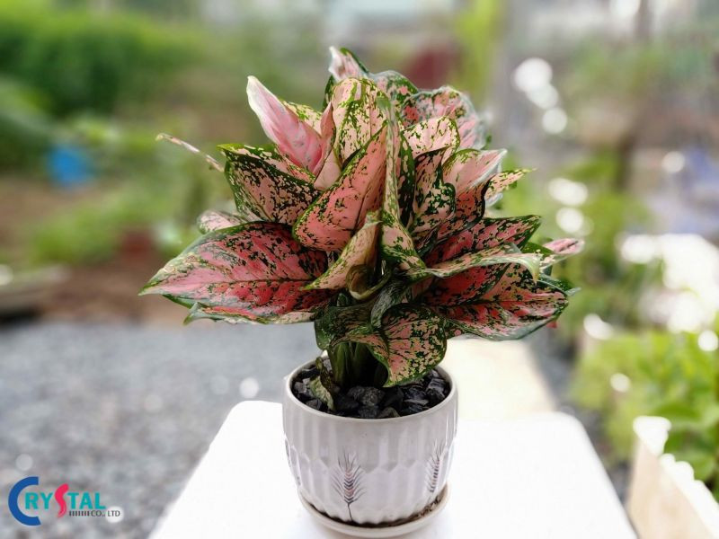 Cây Vạn Lộc đa sắc màu mang đến may mắn và thịnh vượng