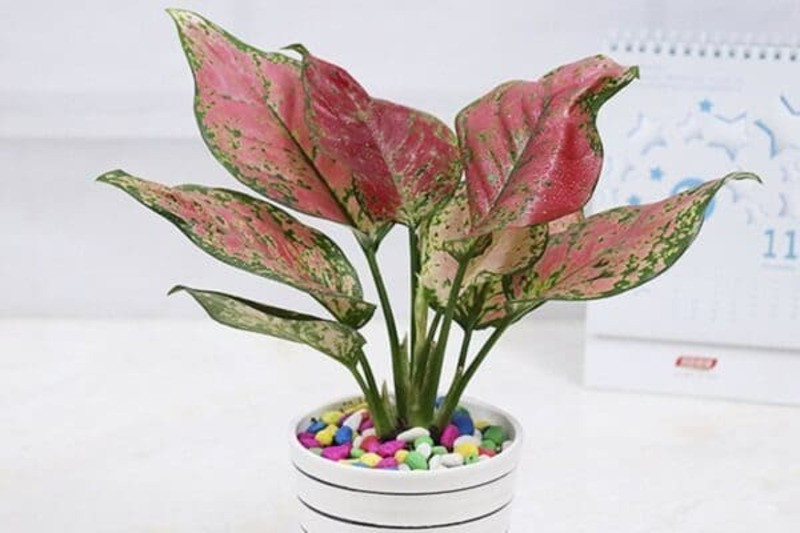 Cây Vạn Lộc lá hồng rực rỡ, mang ý nghĩa sung túc cho mệnh Hỏa