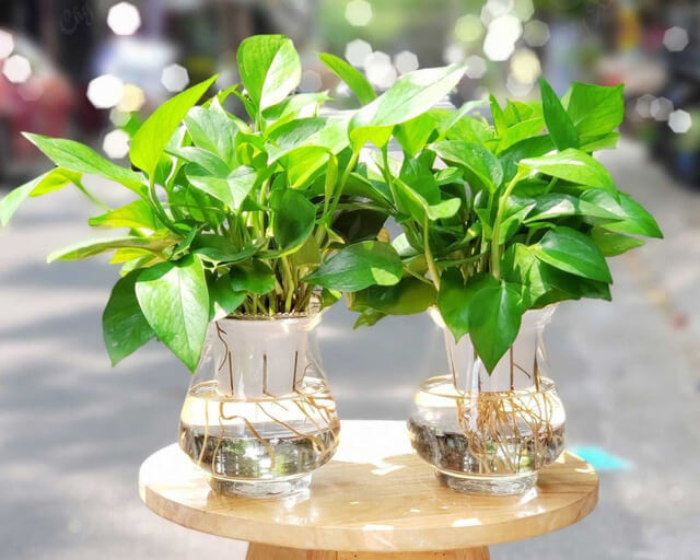 Cây Vạn Niên Thanh thủy sinh