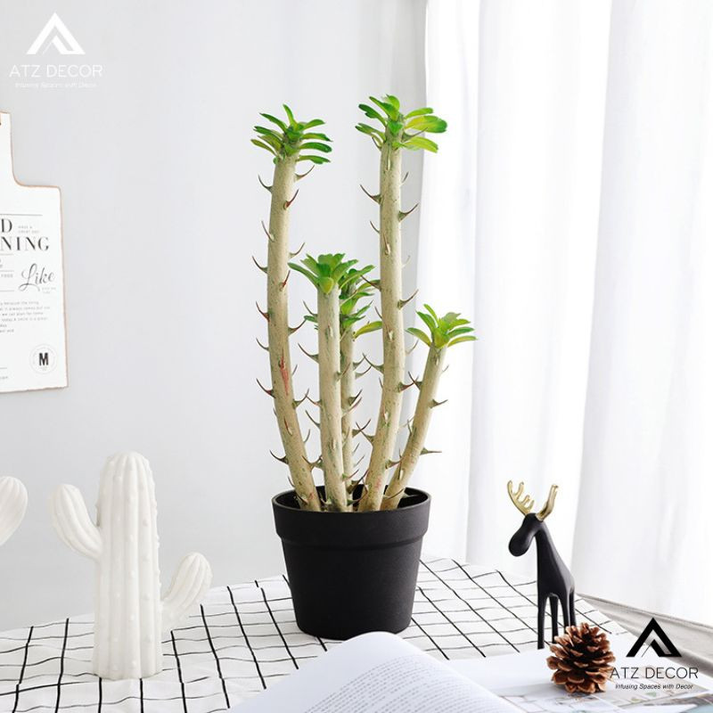 Cây xương rồng bát tiên giả độc đáo cho bàn làm việc TPHCM