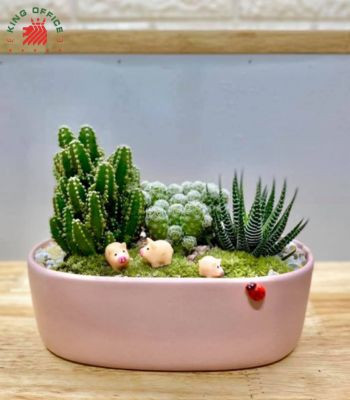 Cây Xương Rồng nhỏ trang trí bàn làm việc cho người tuổi Kỷ Mùi mệnh Hỏa