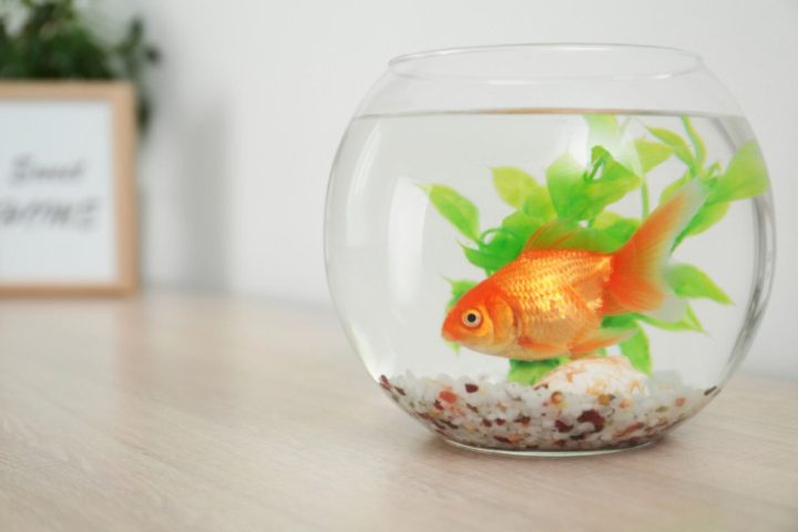Chậu cá để bàn làm việc hình tròn mang đến vẻ đẹp tinh tế