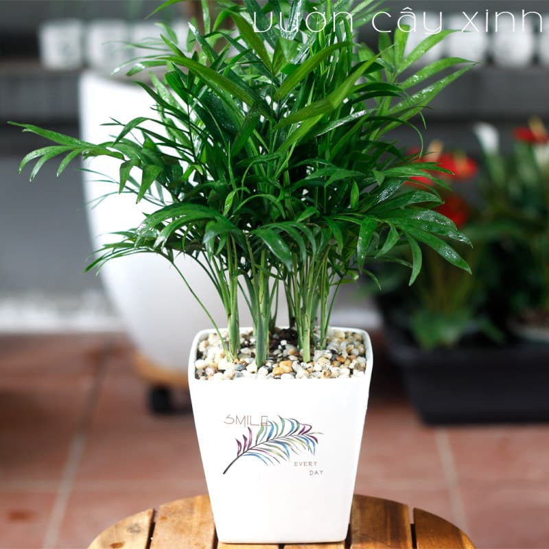 Chậu Cau Tiểu Trâm tươi tốt đặt trên bàn làm việc