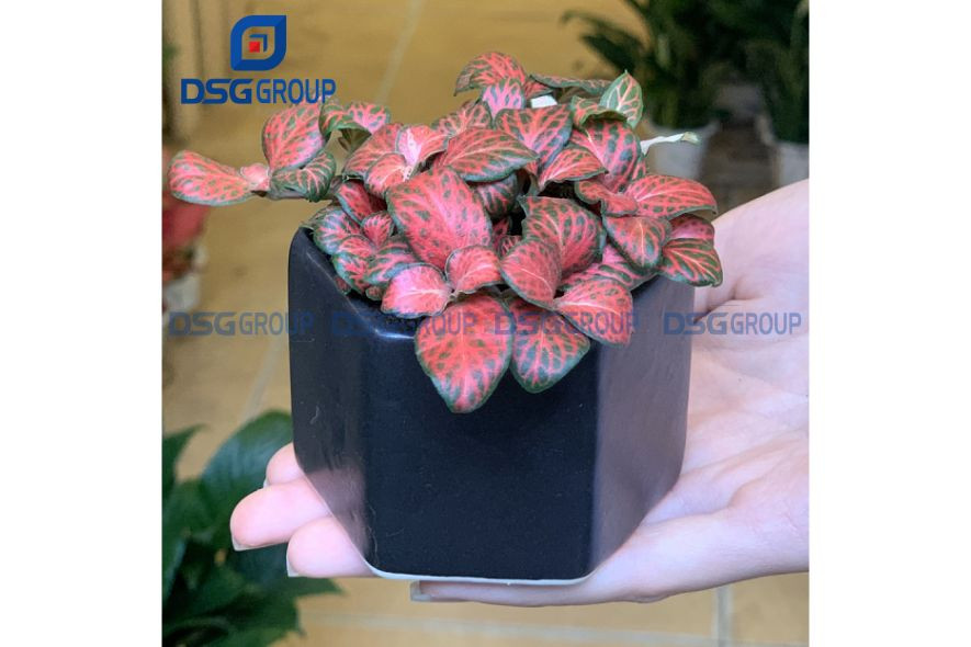 Chậu cây cẩm nhung đỏ mini trên bàn, giúp người tuổi Canh Ngọ 1990 gặt hái thành công
