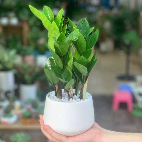 Chậu cây kim tiền nhỏ gọn, lý tưởng để đặt trên bàn làm việc