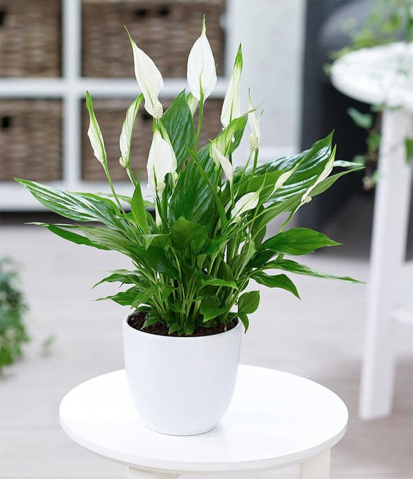 Chậu cây lan ý trang trí bàn làm việc, điều hòa năng lượng